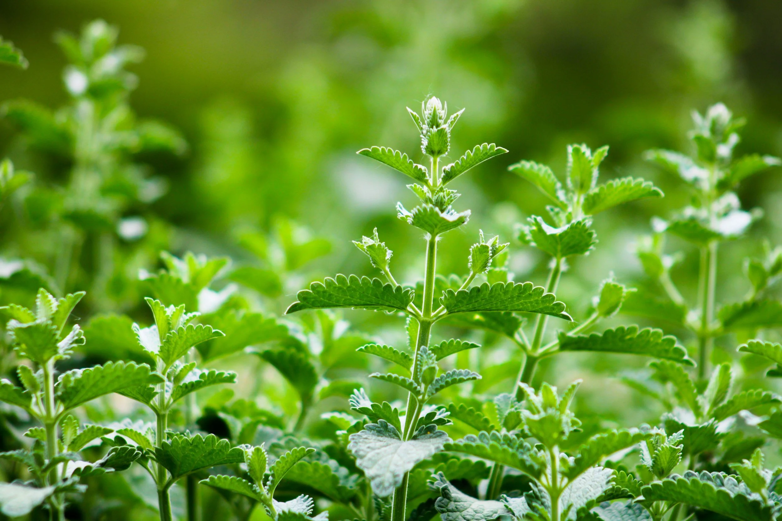 Close-up of green mint leaves and sprigs in a garden.
