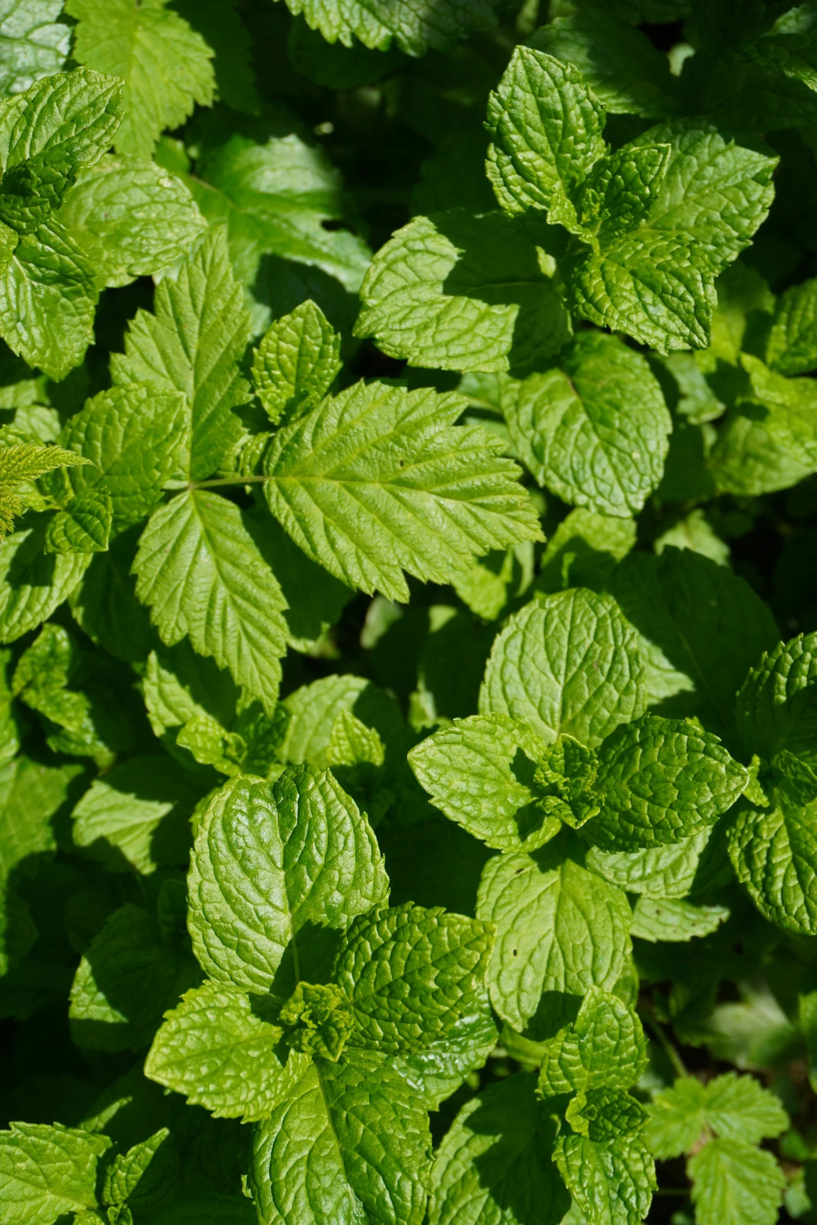 fresh lemon mint leaves