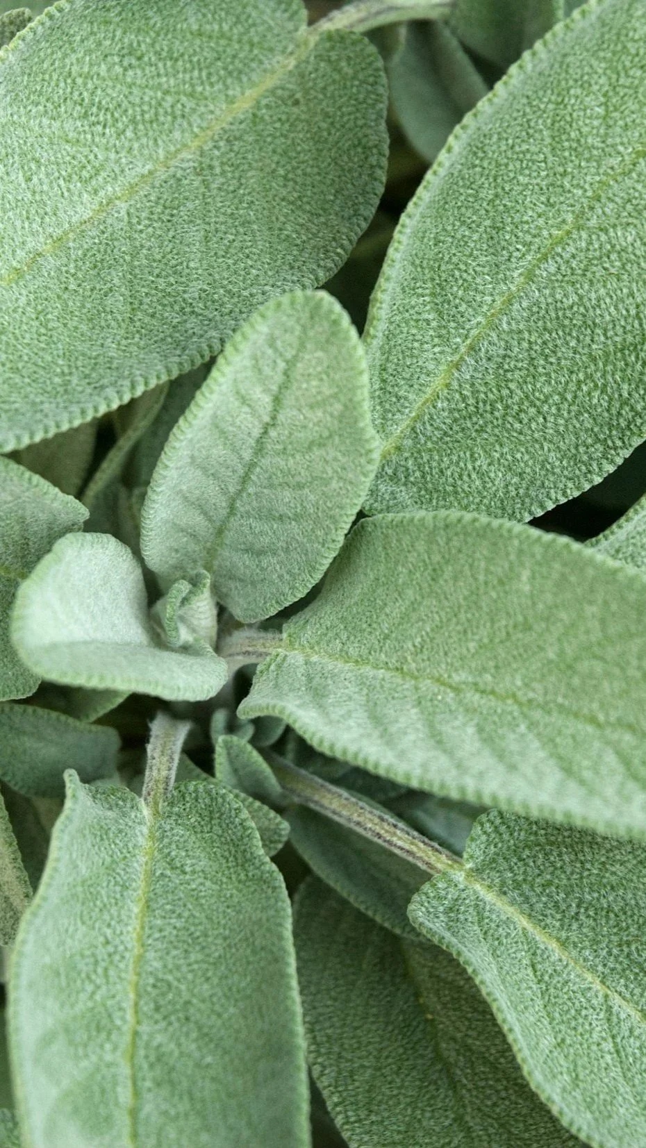 Close-up of green sage leaves with fuzzy texture.