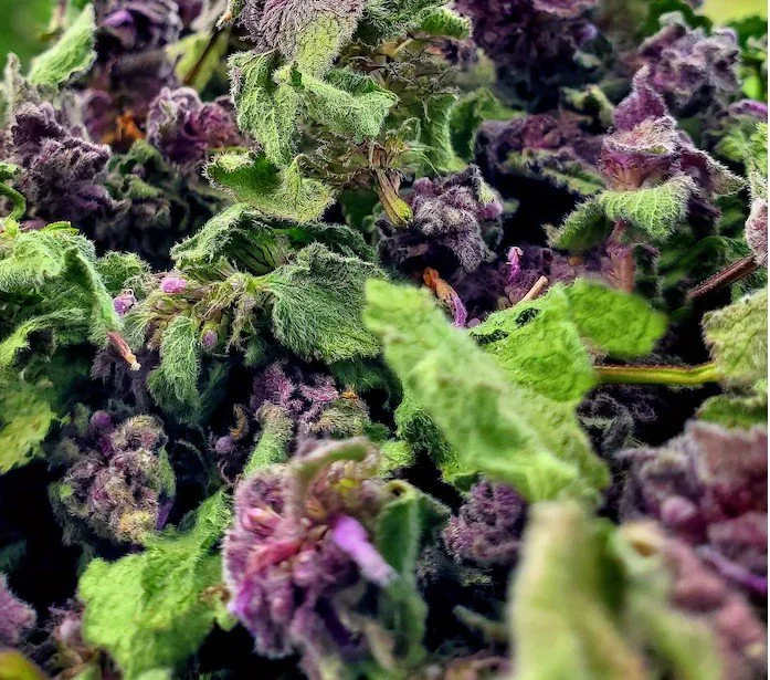 purple dead nettle dried.jpg