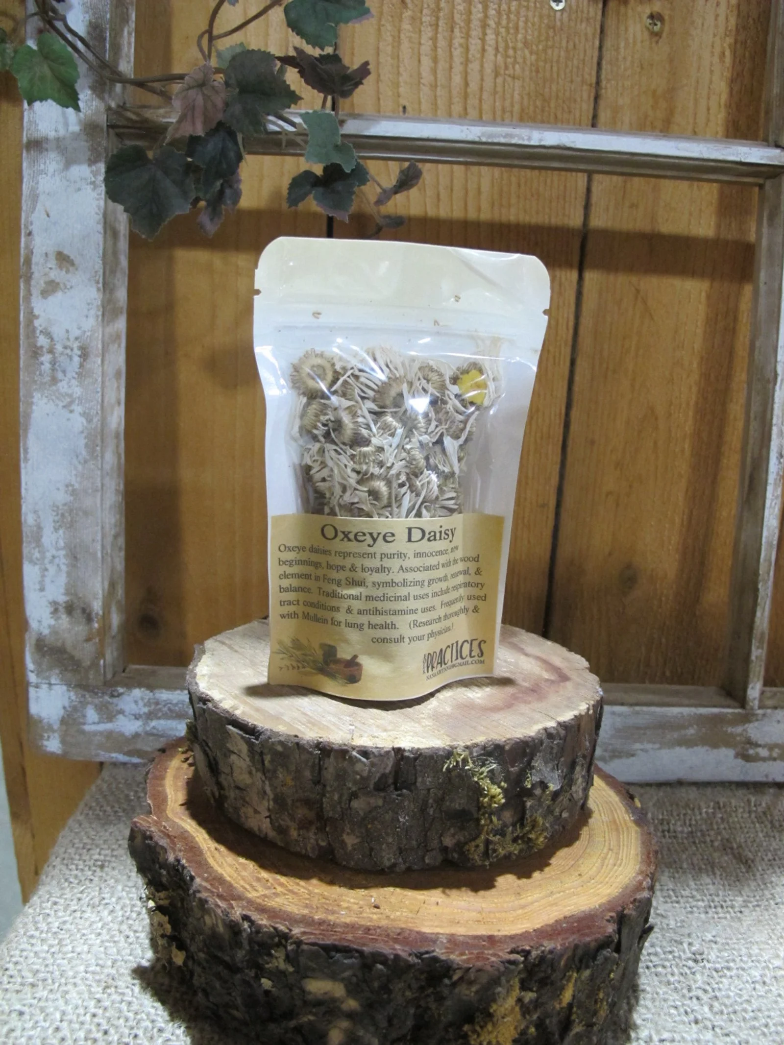 Oxeye Daisy Small.JPG