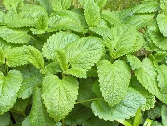 Lemon Balm