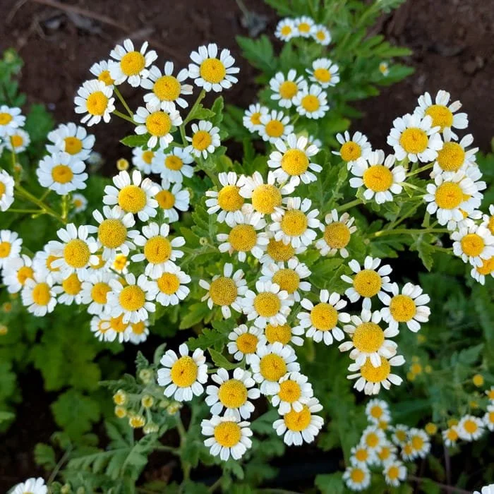 feverfew.jpg