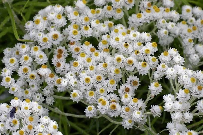 Pearly Everlasting.jpg