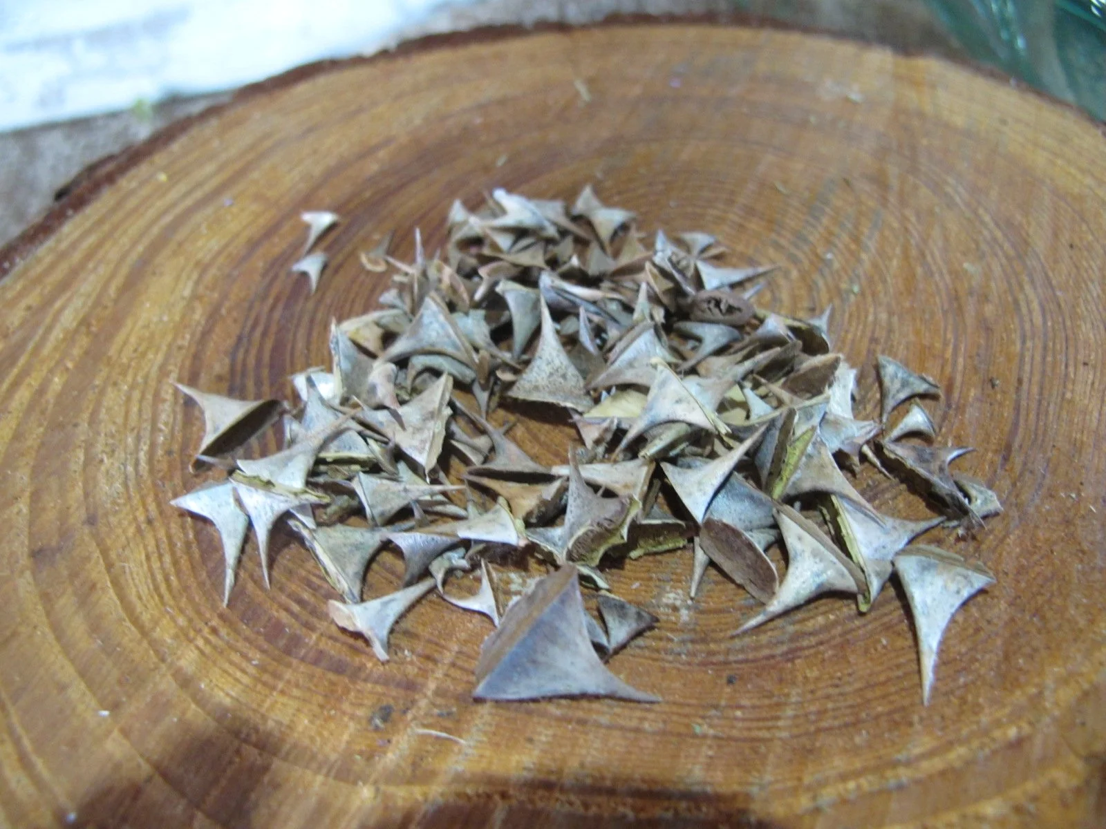 Dried Rose Thorns.JPG