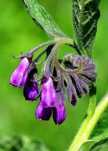 comfrey flower.jpg