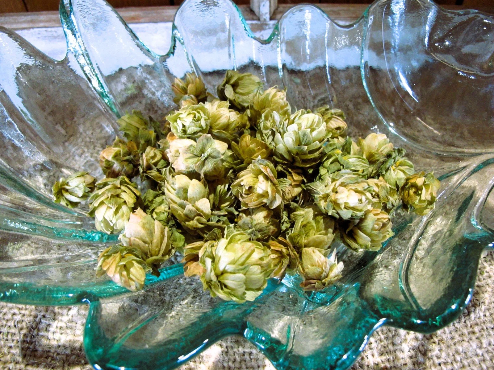 Dried Hops