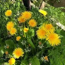 Dandelion
