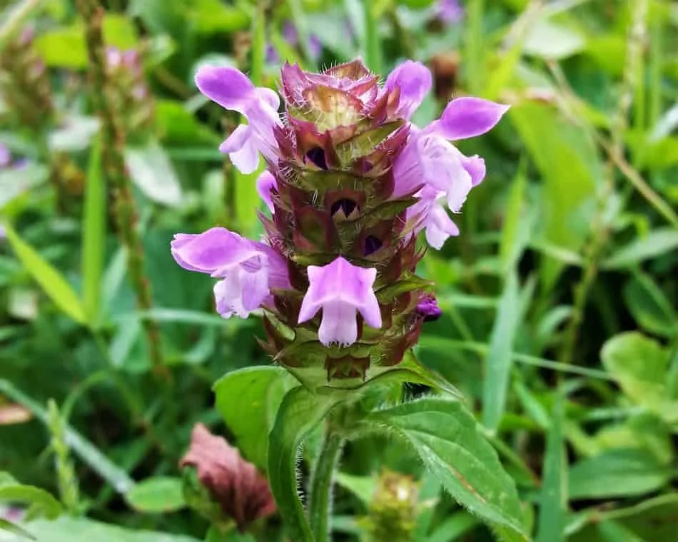 Close-up of a purple Self Heal wildflower with small purple petals and a cluster of green leaves, surrounded by green grass.