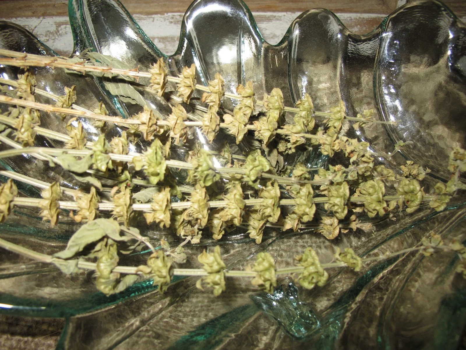 Dried Basil Flower.JPG