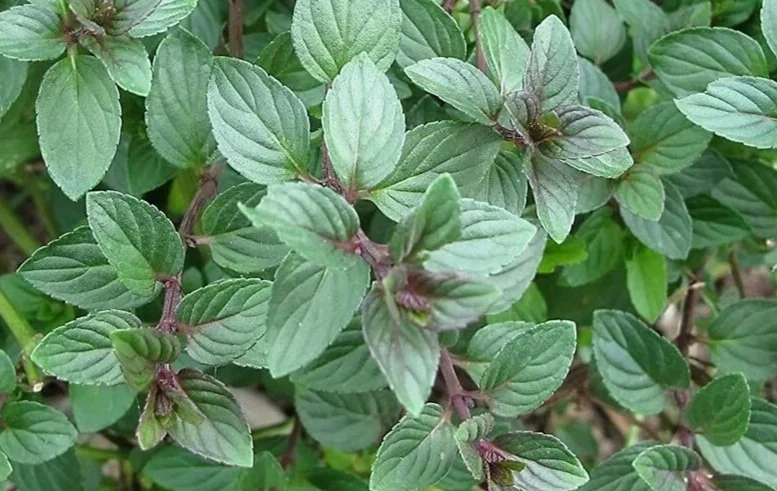 Close-up of green mint leaves with purple stems.
