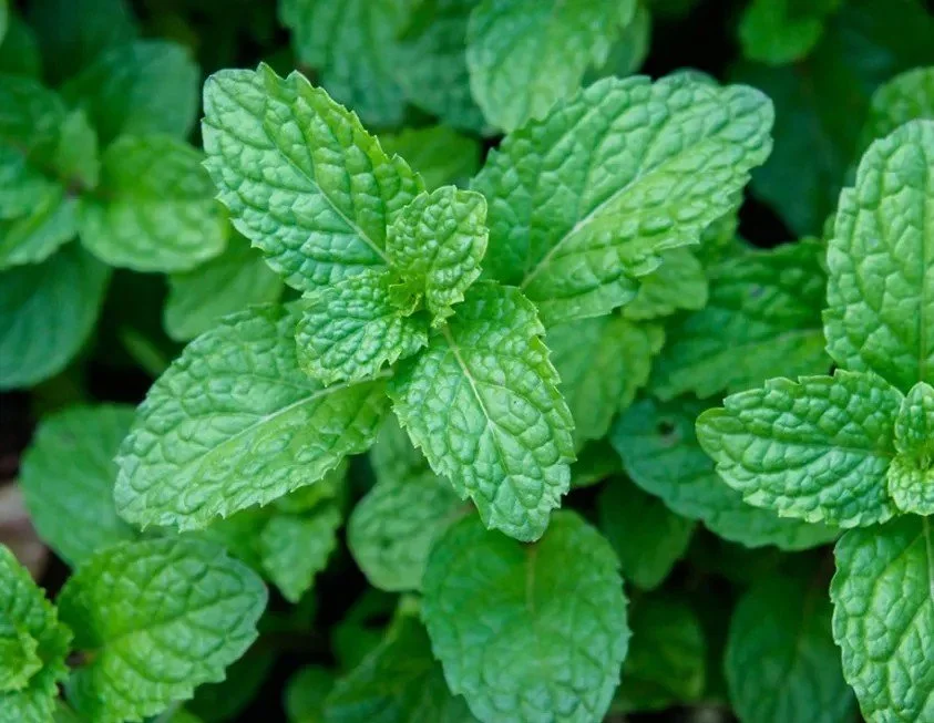 Peppermint