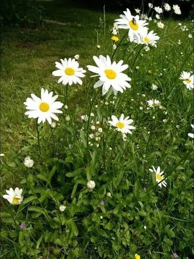Oxeye Daisy