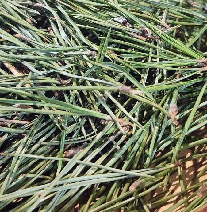 white pine dried.jpg