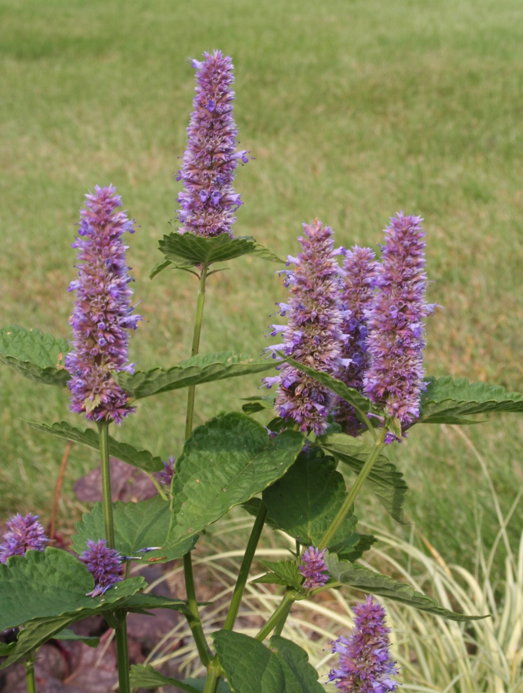 Anise Hyssop.jpg