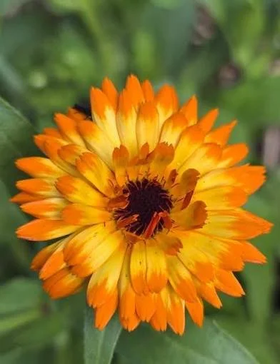 Calendula.jpg
