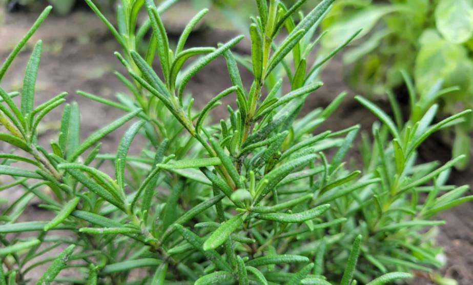 Rosemary