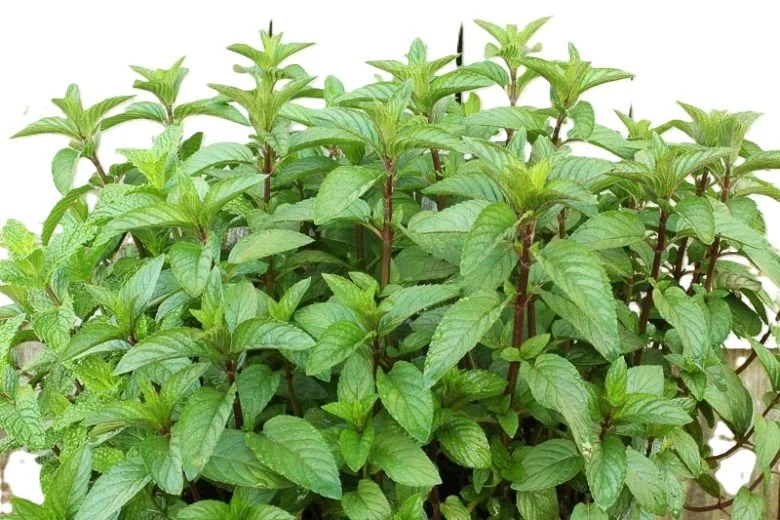 lemon mint.jpg