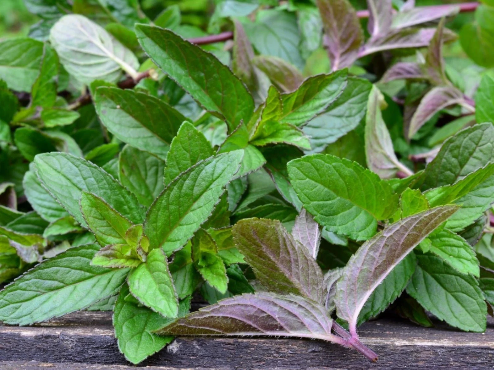 Close-up of fresh mint leaves on a wooden surface.