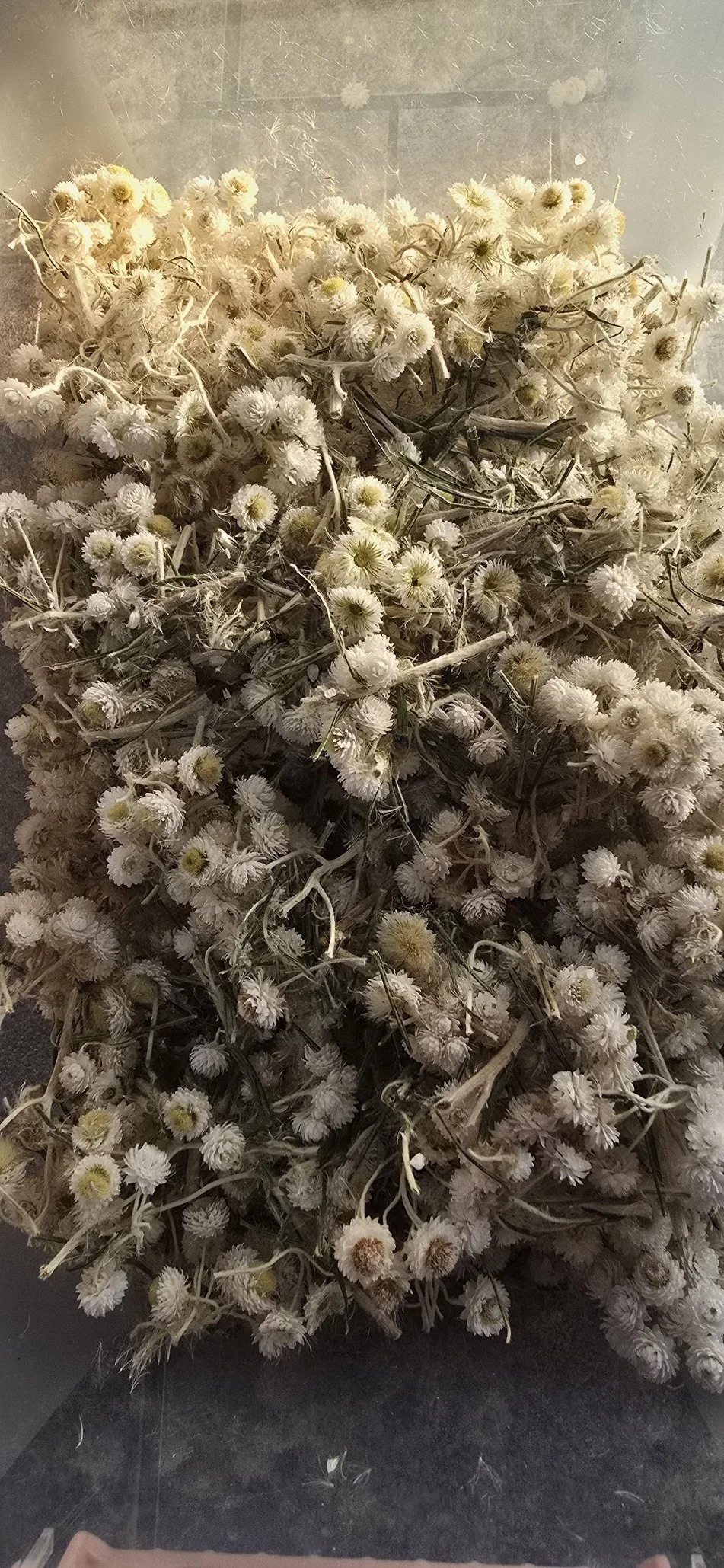 Pearly Chopped.jpg
