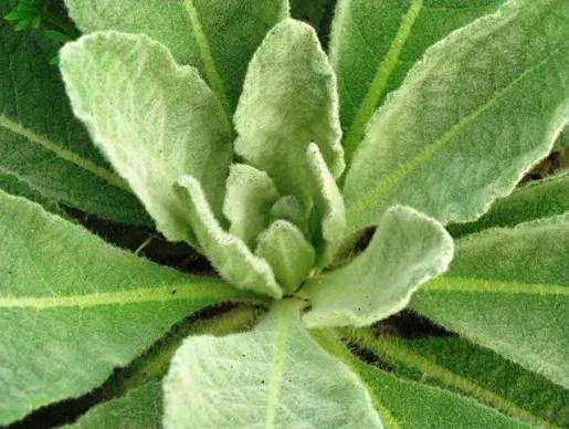 mullein first year.jpg