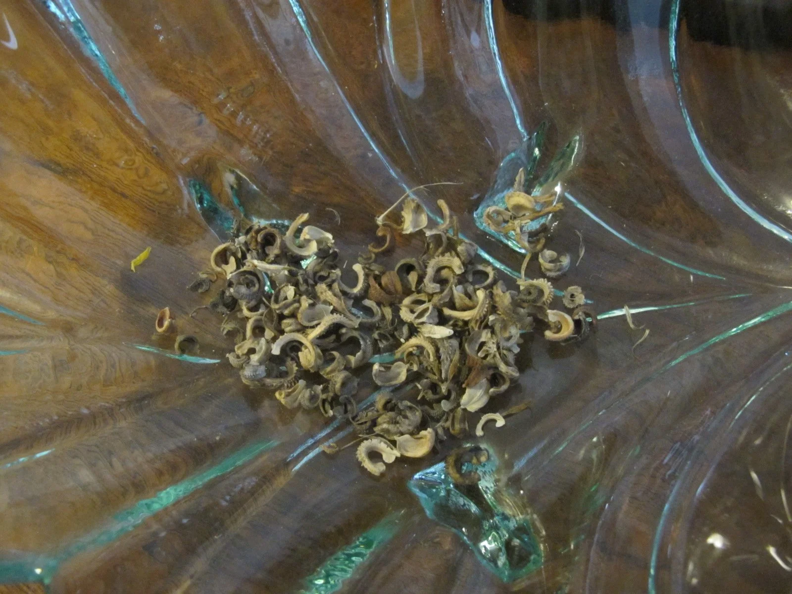 Calendula Seeds.JPG