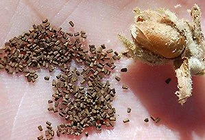 mullein seed.jpg