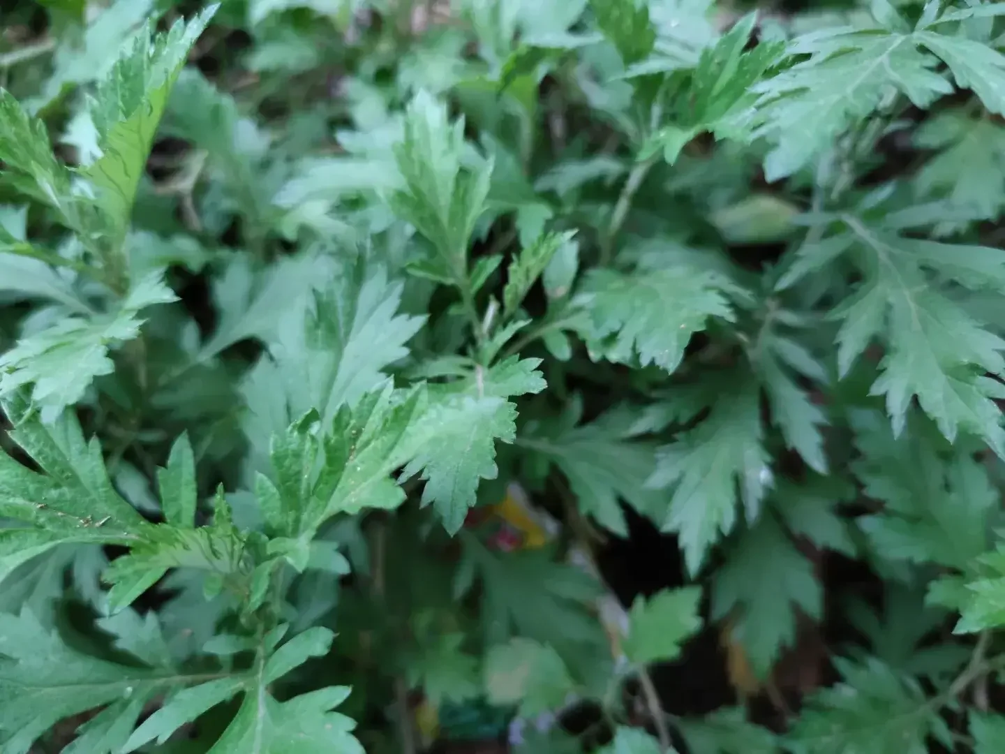 Mugwort
