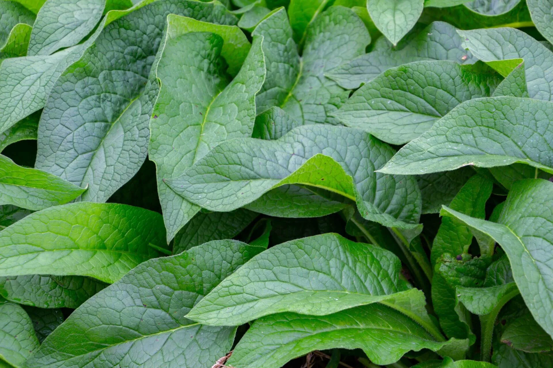 Close-up of green leaves with textured veins and slightly curled edges.