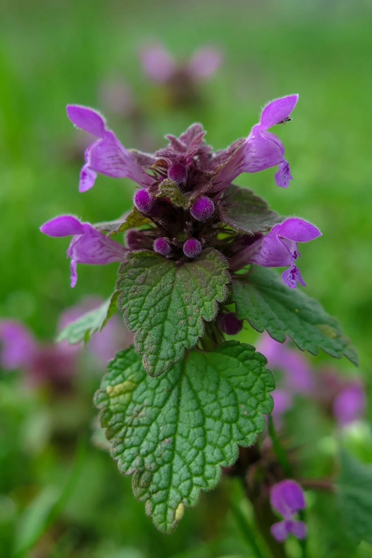 Purple Dead Nettle Plant.jpg