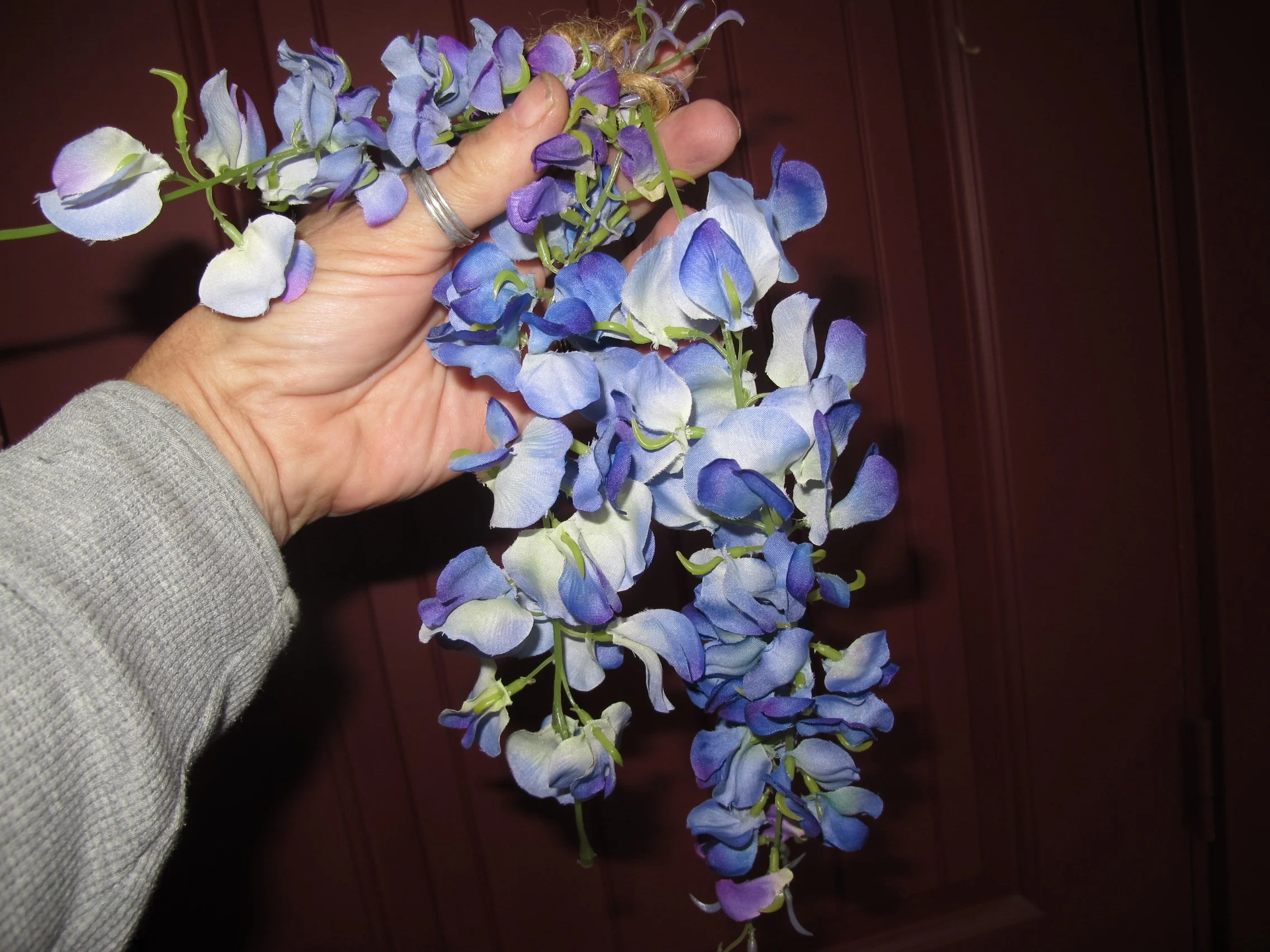 FG purple wisteria (2).JPG