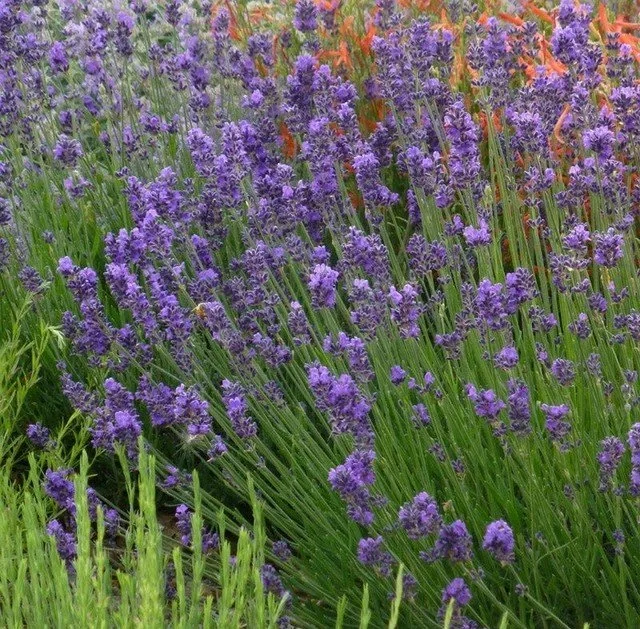 English lavender bush.jpg