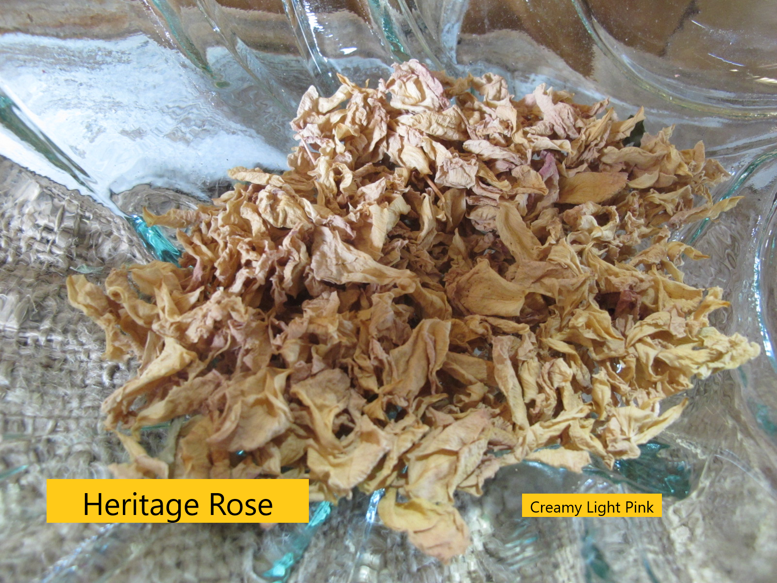 Dried Rose Heritage Titled.png