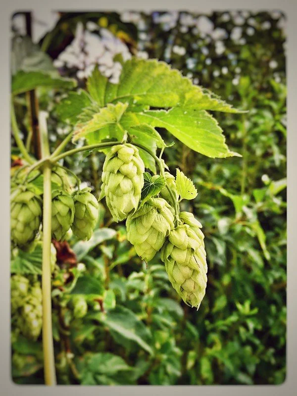 Hops