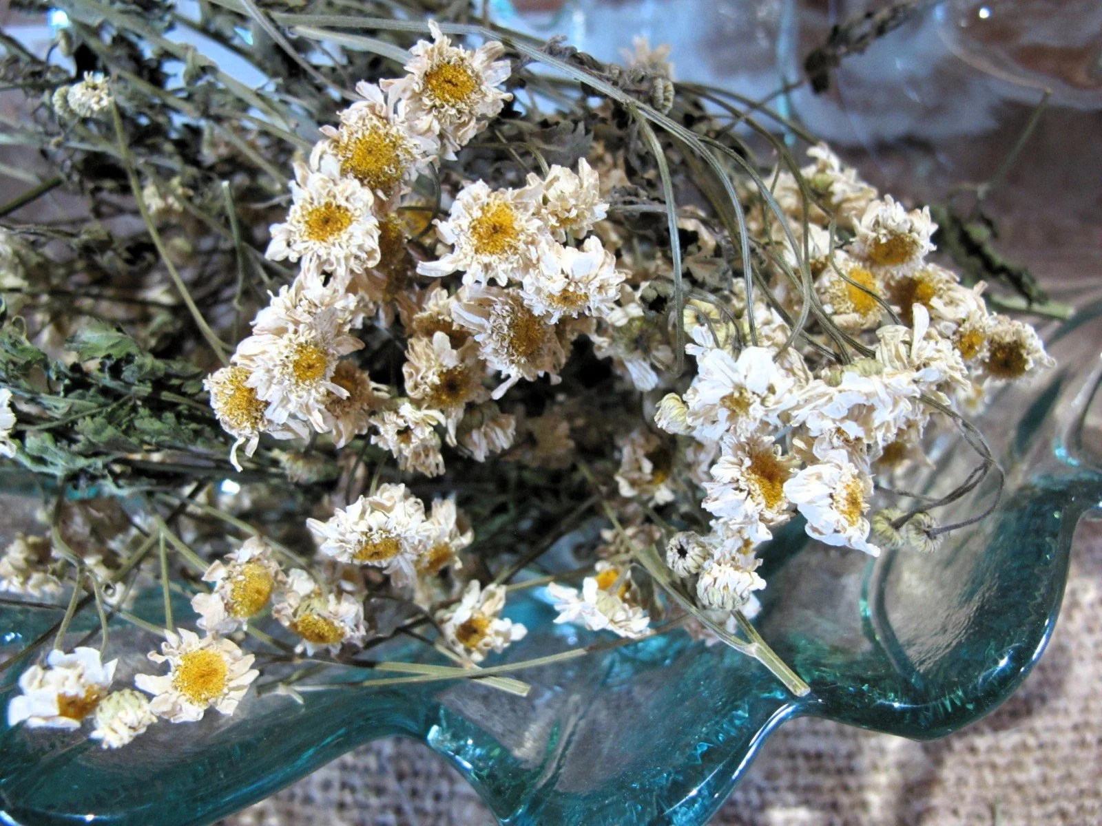 Dried Feverfew