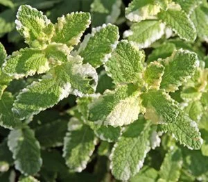 Close-up of green mint leaves with textured surfaces.