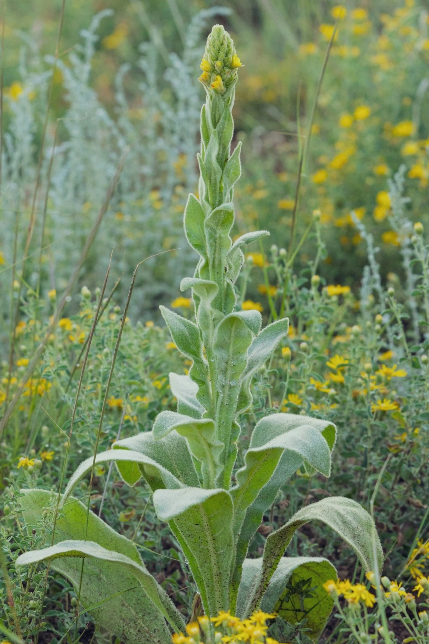 A tall flowering plant with fuzzy green leaves and yellow buds, surrounded by yellow wildflowers in a natural setting.