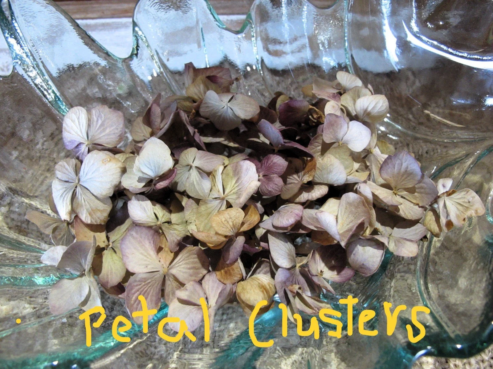 Dried Hydrangea Petal Clusters.JPG