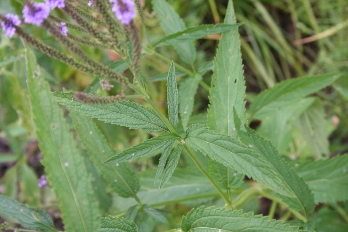 Close-up of green herb plant leaves with serrated edges and some purple-tinged flowers in the background.