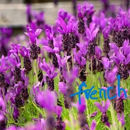 French Lavender Labeled.jpg