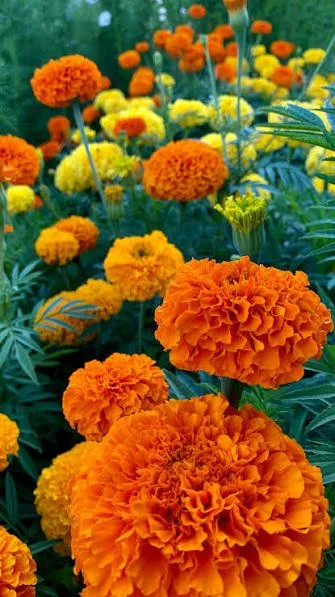 marigold mixed.jpg