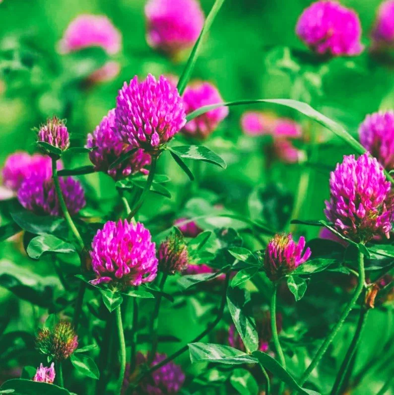 red clover 1.jpg