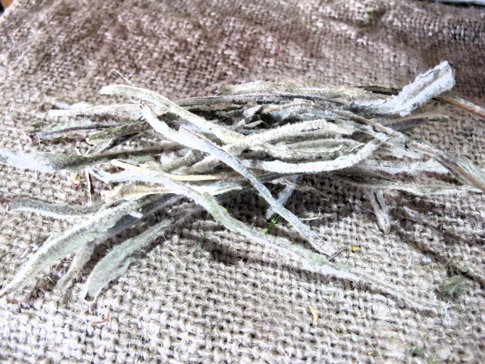Dried Mullein Spines.JPG