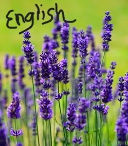 english lavender flower labeled.jpg