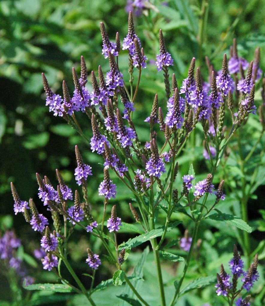 Purple flowering plant with green foliage in the background.
