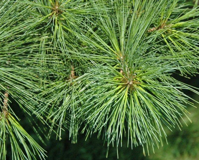 white pine.jpg
