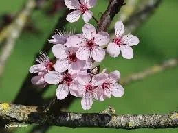 Cherry Plum Blossoms.jpg