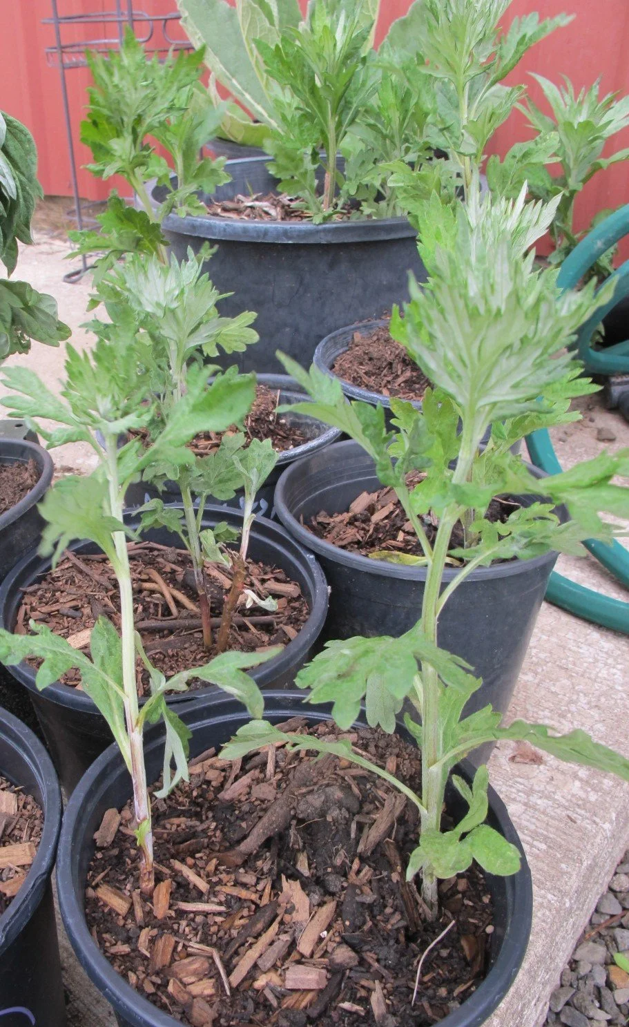 Mugwort Starts (1).JPG