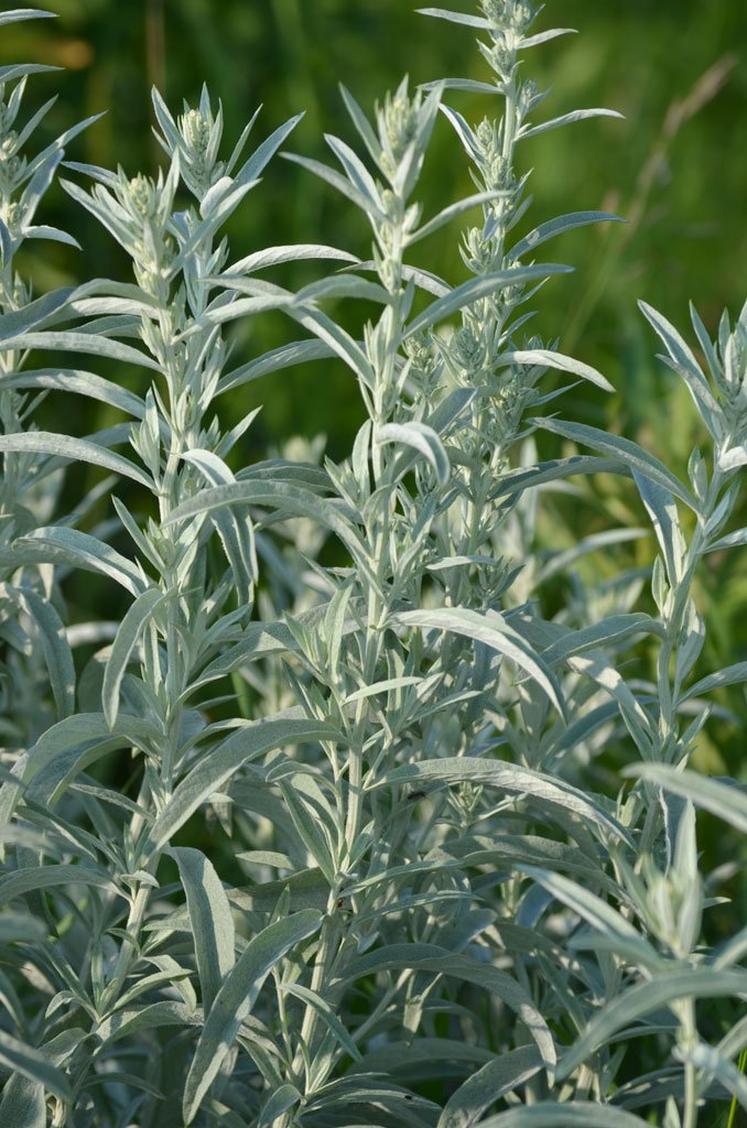 prairie sage.jpg