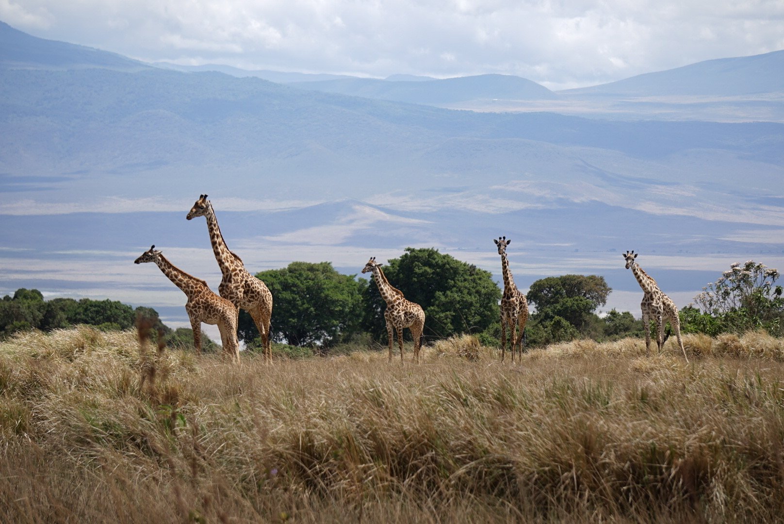 Group of five giraffes standing in a grassy plain with trees and mountains in the background.